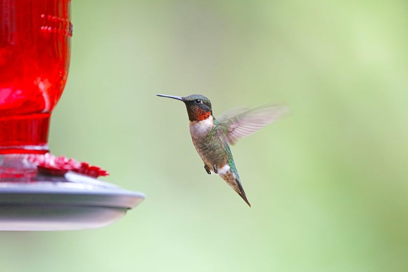 Teacup Bird Feeder