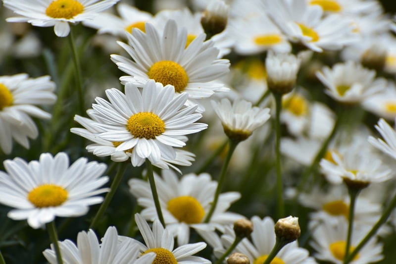 Fantasy Flowers