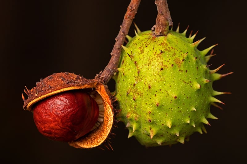 Assortment of Colorful Fruits