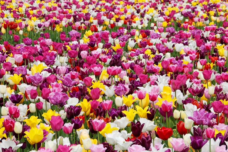 Tulips in Griffin Gardens